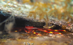 Percnon gibbesi (flat rock crab) tucked away in a crevice... by E&e Lp 